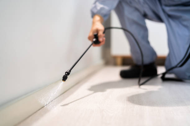 Licensed Termite Control service in Iselin, NJ - Nex Pest Control